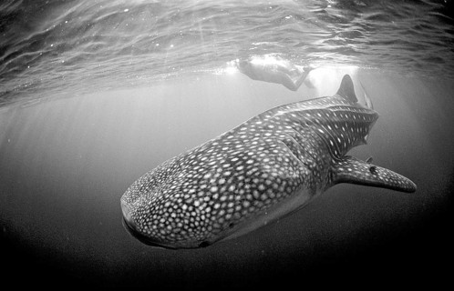 Whale shark and snorkeller, Rhincodon thypus, Djibouti, Djibouti, Africa, Afar Triangle, Gulf of