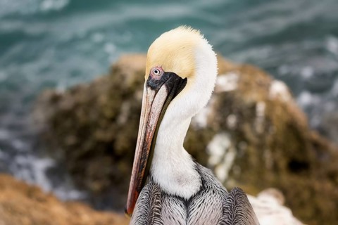 A close-up color image of a brown pelican. Florida, USA