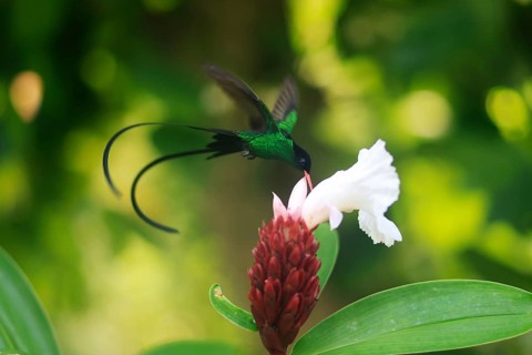 A Doctor Bird or Pennant-tail (Trochilus polytmus), Hummingbird, National Bird of Jamaica, Middle