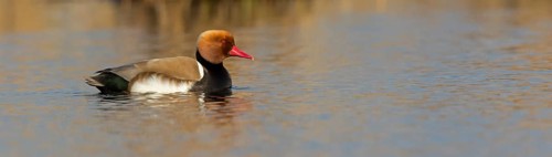 Red-crested Pochard, (Netta rufina), Red-crested Pochard swimming in water, Duck family, Ducks, NSG
