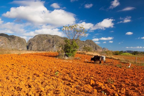 Farming on the famous tobacco area, Valley de Vinales, Pinar del Rio, Cuba