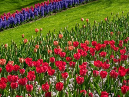 A flower bed with many red tulips on a green meadow in spring, Amsterdam, Netherlands