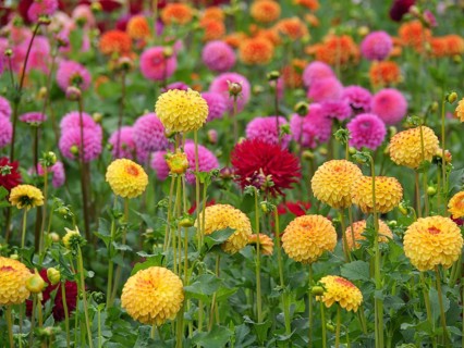 Several dahlias in shades of yellow and pink blooming in a lush garden, Blooming dahlias in