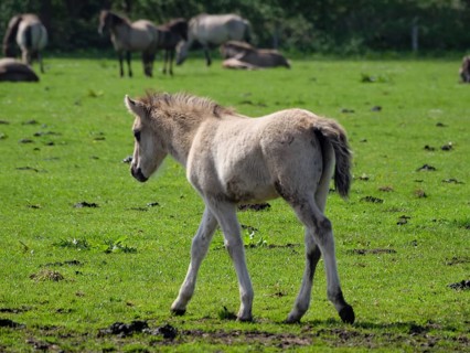A foal walks quietly on a green meadow, merfeld, münsterland, germany