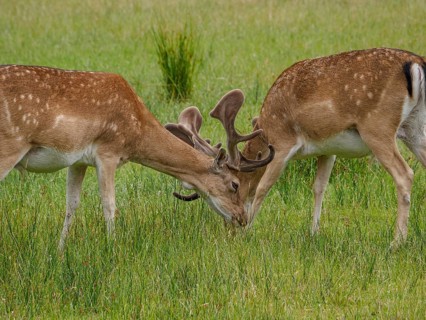 Two deer with antlers interacting on a green meadow under a clear sky, dülmen, germany