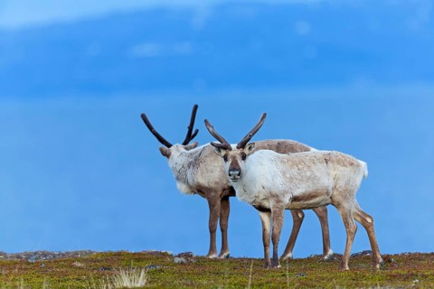 Reindeer, reindeer, (Rangifer tarandus), animals, mammals, deer family, two, biotope, habitat,
