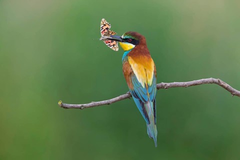 Bee-eater, (Merops apiaster), animals, birds, family of the raptors, perch, butterfly as prey,