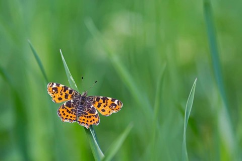 Land carat, (Araschnia levana), animals, insects, butterfly, butterfly, Lake Neusiedl, Andau,
