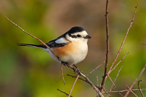 Masked shrike, (Lanius nubicus), Animals, Birds, Shrike family, Perching station, Dolucak, Adyaman,