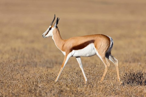 Springbok, Springbok, (Antidorcas marsupialis), animals, mammals, group of gazelle-like animals,