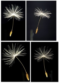 Closeup of one single dandelion seed (Taraxacum Officinale) against black background
