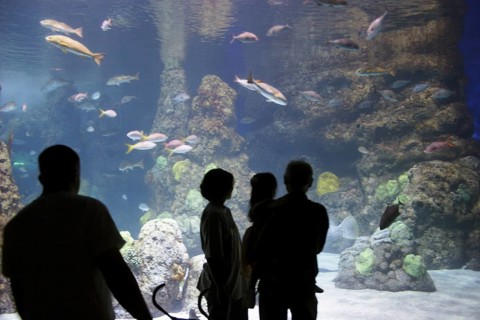Many people looking at fishes in aquarium, Denver, U.S.A. United States of America