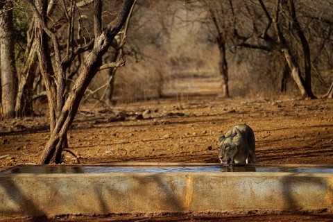Lion drinking water at water tank, Gir Wildlife Sanctuary, Gujarat, India, Asia