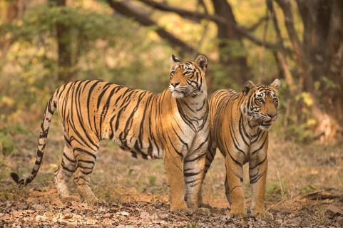 Bengal tiger in Ranthambhore national park, rajasthan, India, Asia