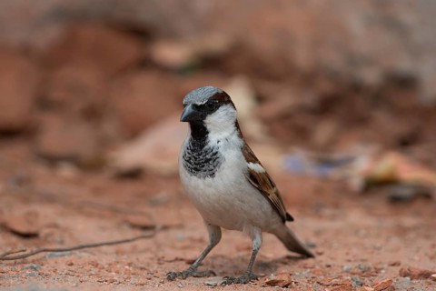 House Sparrow male bird, Kedarnath Wildlife Sanctuary, Uttarakhand, India, Asia