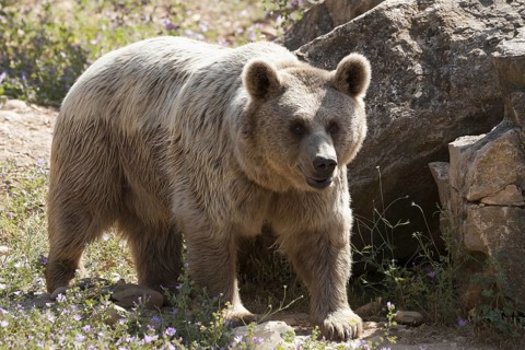 Iberian brown bear (Ursus arctos)