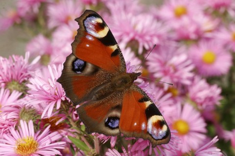 Peacock butterfly (Aglais io)