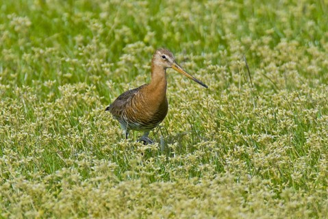 Black-tailed godwit (Limosa limosa)