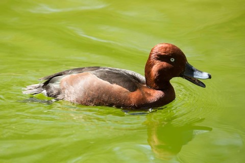 Ferruginous Duck (Aythya nyroca)