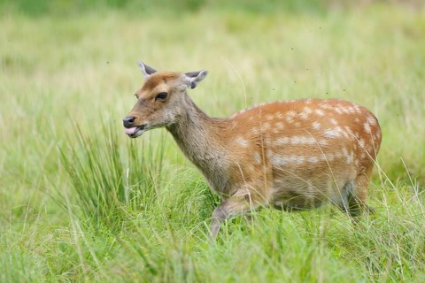 Fallow deer (Dama dama)