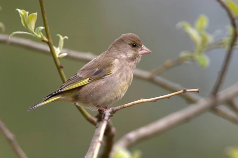 Greenfinch (Carduelis chloris)