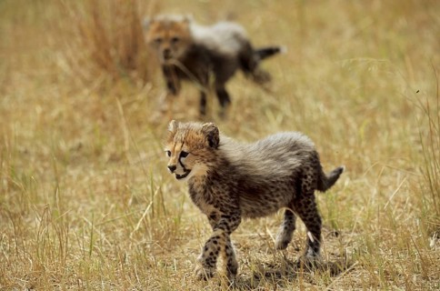 Cheetah cub (Acinonyx jubatus)