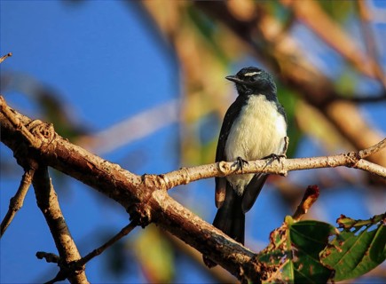 Garden Fantail (Rhipidura leucophrys)