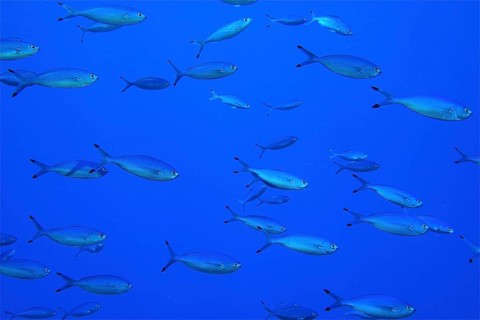 Red Sea Fusilier (Caesio suevica)