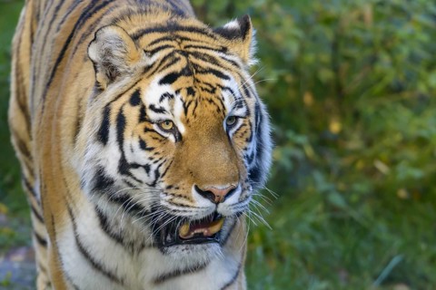 Siberian tiger (Panthera tigris altaica)