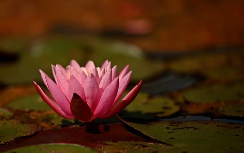 Water lily (Nymphaea)