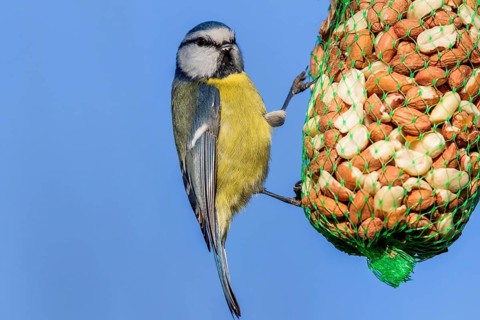 Blue tit at the winter feeder (Parus caeruleus)