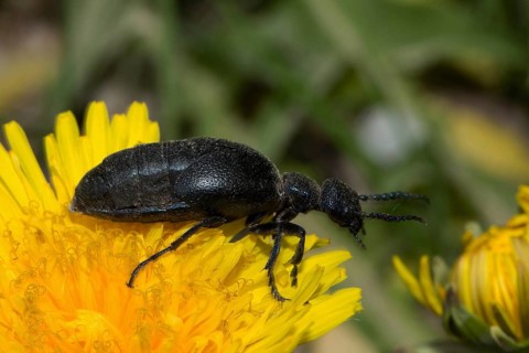Oil beetle (Meloe violaceus)
