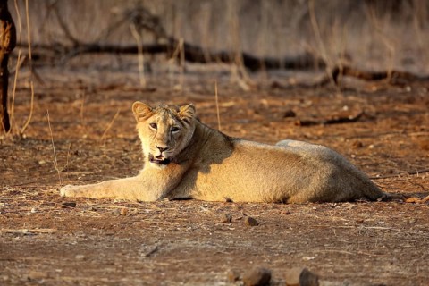 Lion cub sasan gir Gujarat India Asia