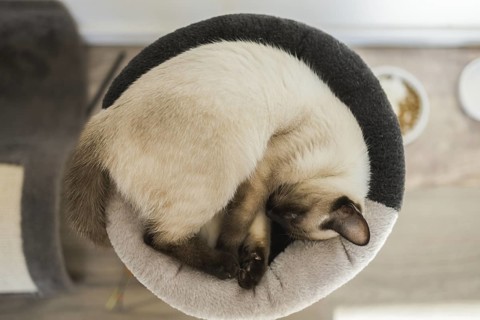 Kleine siamesische Katze schläft auf dem Bett ihrer Katze mit weichen gemütlichen Umgebung Top