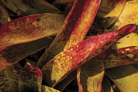 Close-up of colorful plant leaves in the sand on sunny day in Paraty Mirim, a tropical beach near