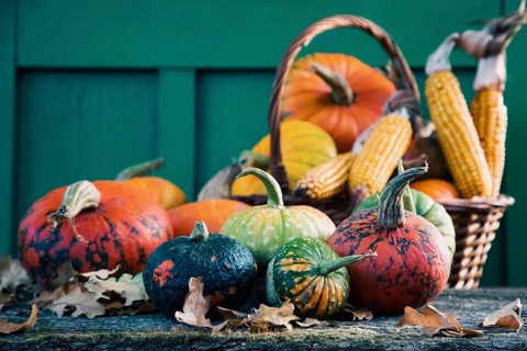 Pumpkins in autumn Thanksgiving card