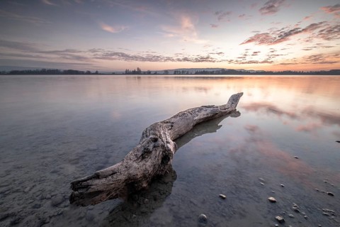 A large tree trunk in the calm water of a lake at dusk, under a slightly cloudy sky,