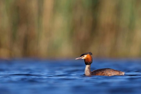 Great Crested Grebe, (Podiceps Scalloped ribbonfish), an animal, floating on the lake, water body,