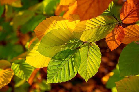 Autumn coloured leaves against the light, autumn forest, Bielefeld-Sennestadt, North