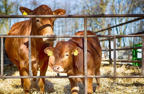 Cow with her calf in a barn in Schleswig Holstein, 2019