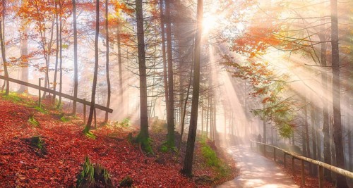 Cheerful panorama with a path through the colorful forest with autumn leaves, under the dreamy