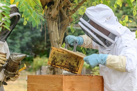 Portrait of beekeeper carrying honeycomb box while working at apiary.