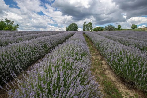 Beautiful summer evening in a lavender field. Large blue lavender bushes blooming in a cultivation