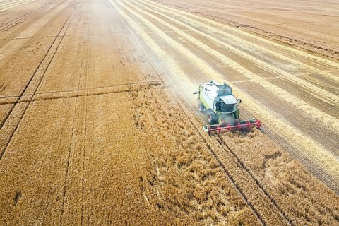 Combine harvester working on a wheat field. Combine harvester Aerial view