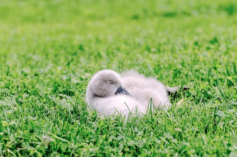 A cute baby swan sleeping on a graß field