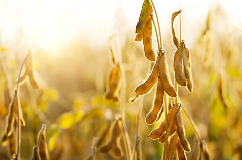 Soy pods at field sunset time backlit by sun closeup photo