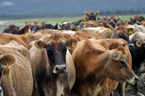 Jersey cows coming in from pasture, West Coast, New Zealand