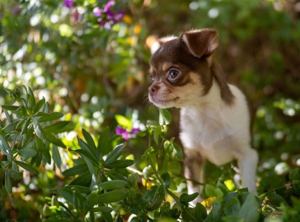 Amidst the flora of a vibrant garden, a brown and white Chihuahua puppy looks on with an innocent