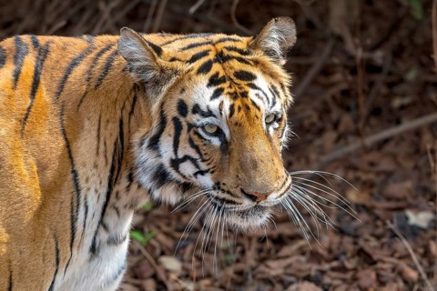 Tiger (Panthera tigris), Bengal tiger or Indian tiger, big cat (Pantherinae), carnivore