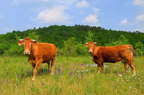 Brown French Limousin cows in fields full of wild Thyme